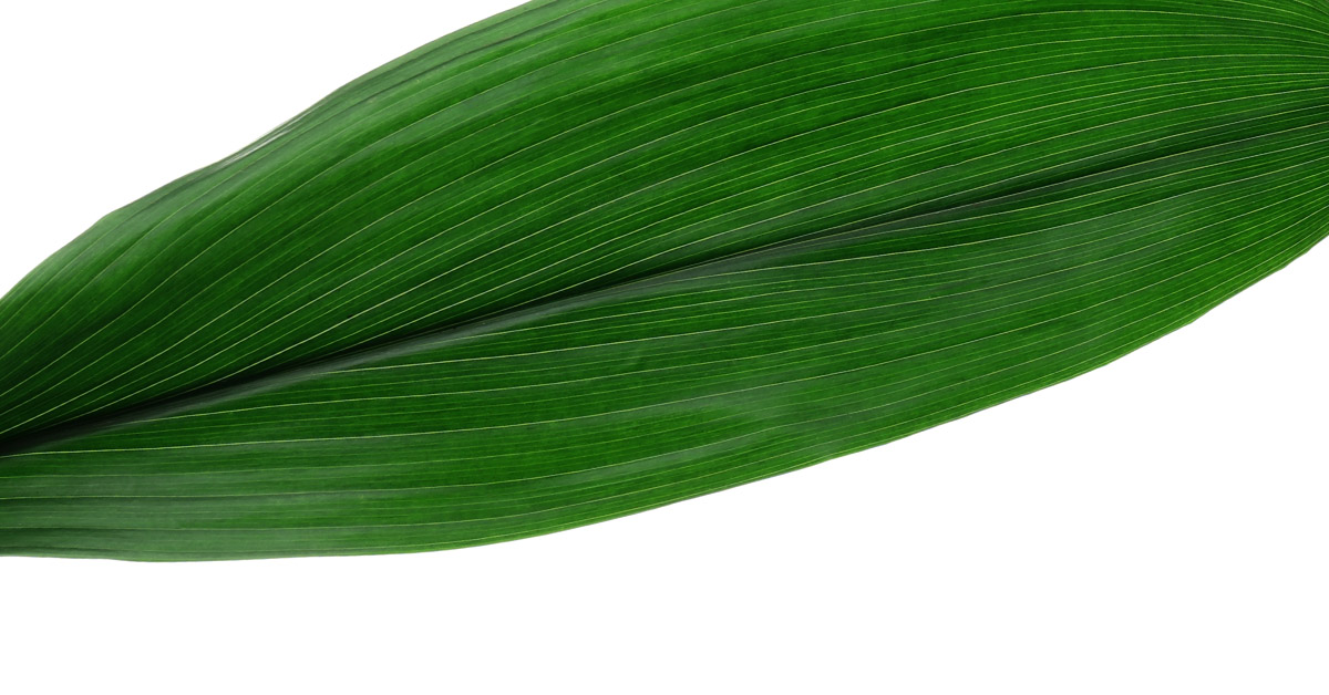 Sustainability | Rottaprint